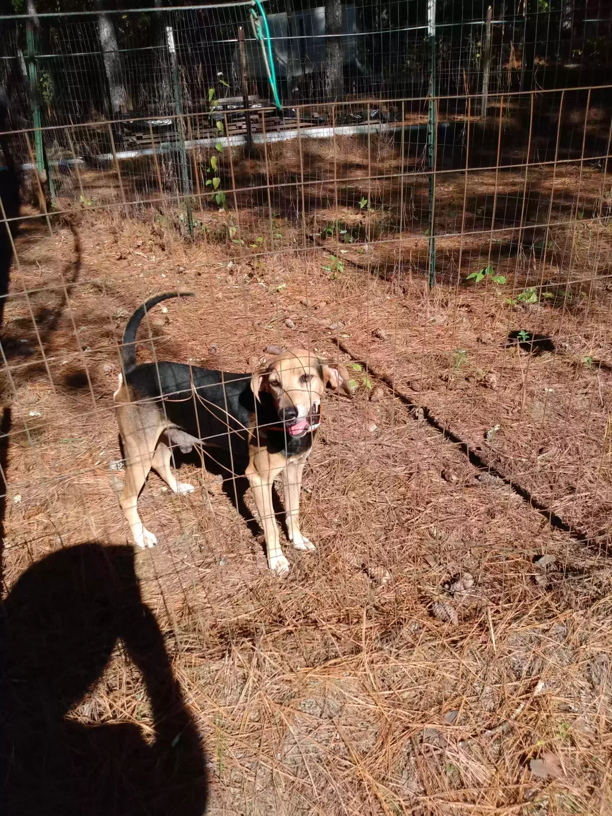 Found dog in Ohatchee, AL, 36271