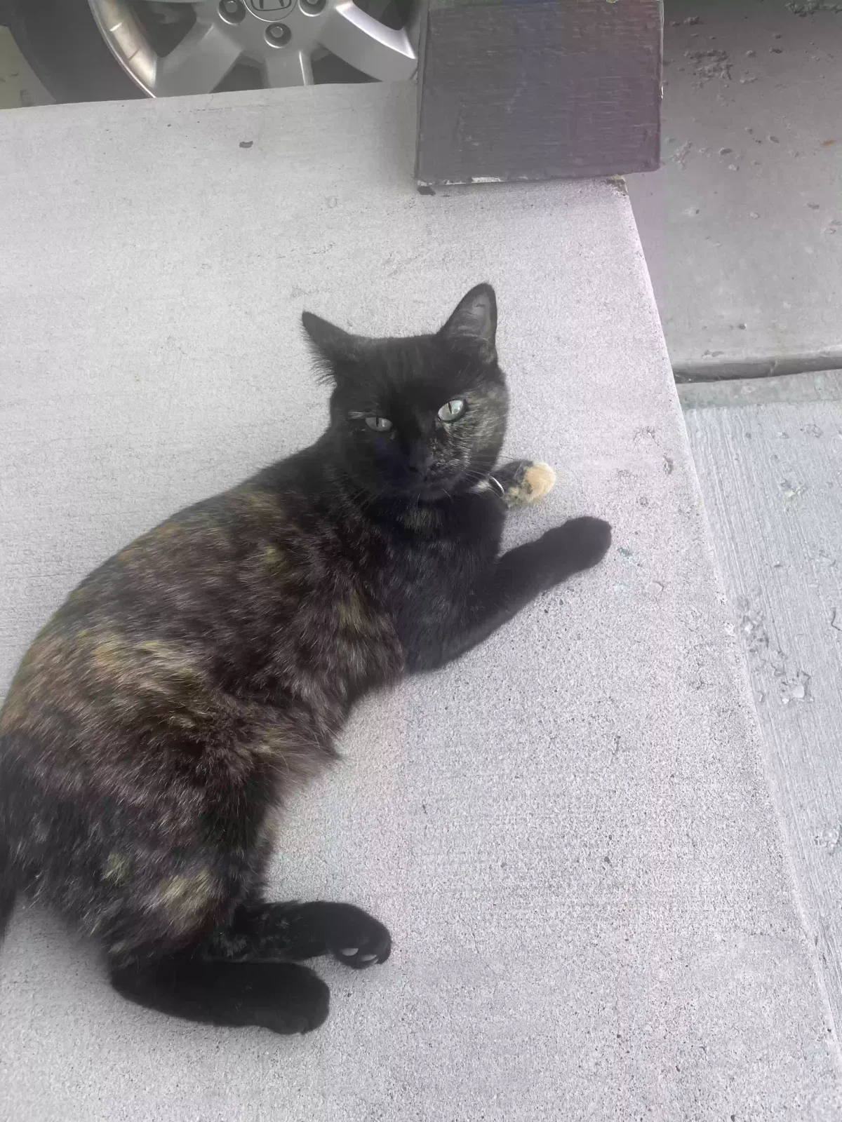 Lost cat in Saratoga Springs, UT, 84045