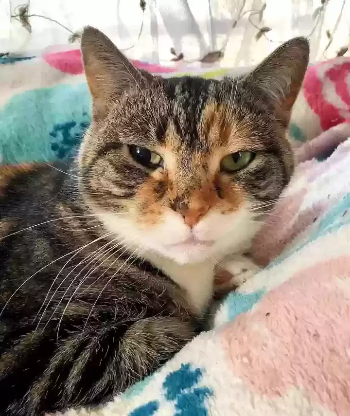 Lost cat in Ambridge, PA, 15003