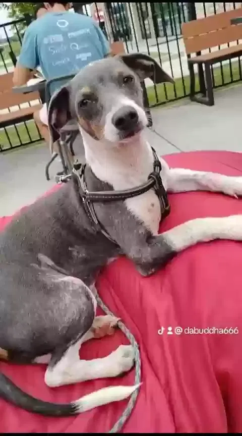 Lost dog in Cleveland, TN, 37312