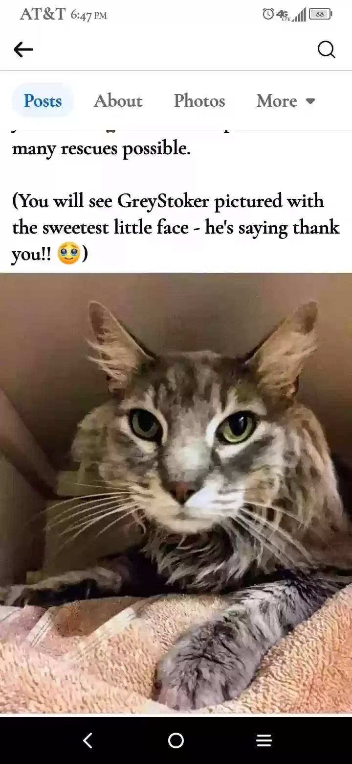 Found cat in Anchorage, AK, 99517