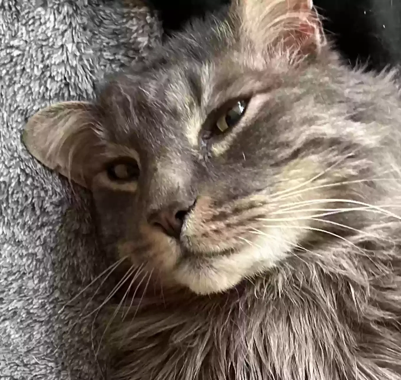 Lost cat in Anchorage, AK, 99517