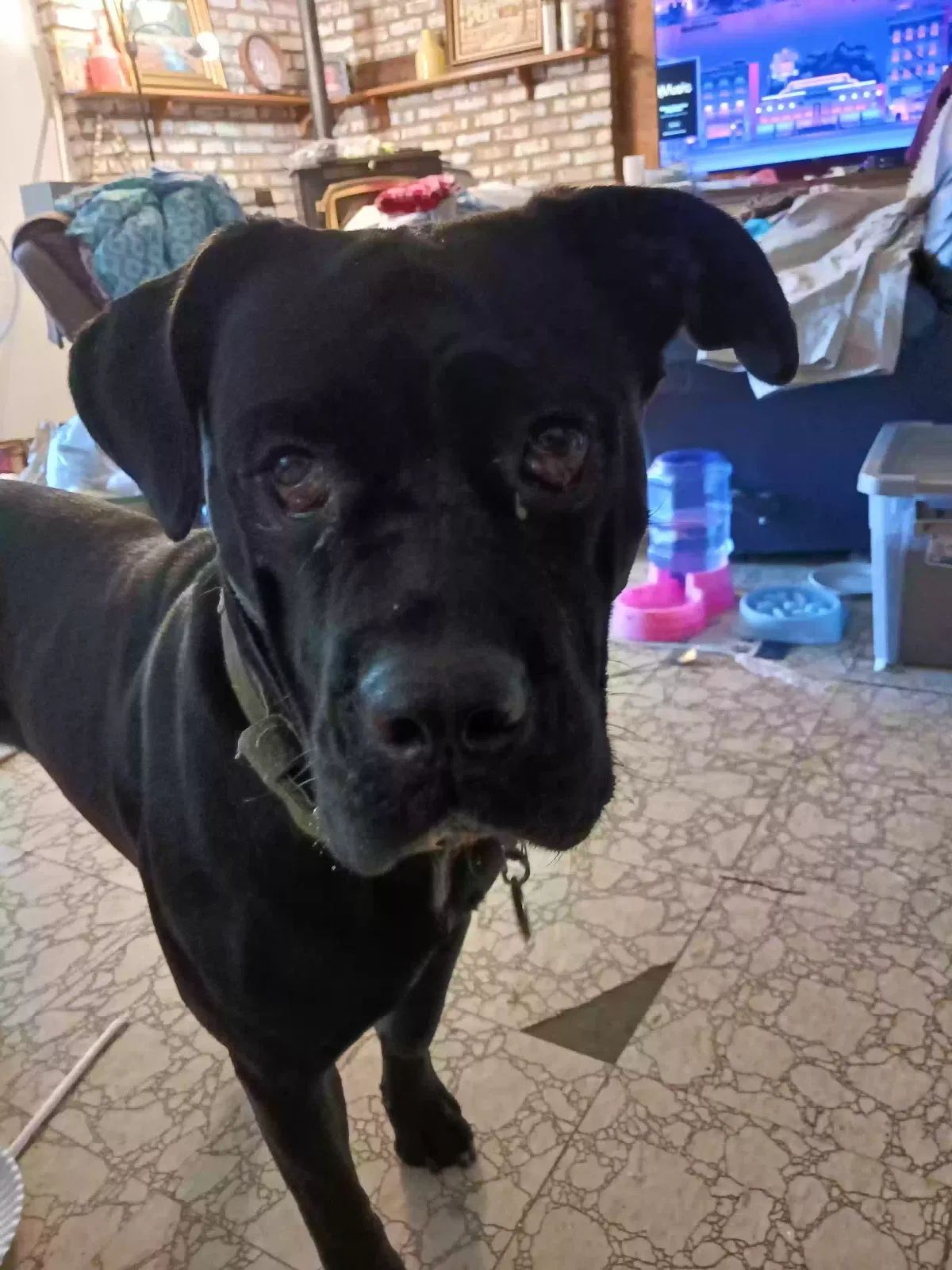 Lost dog in Wichita, KS, 67214