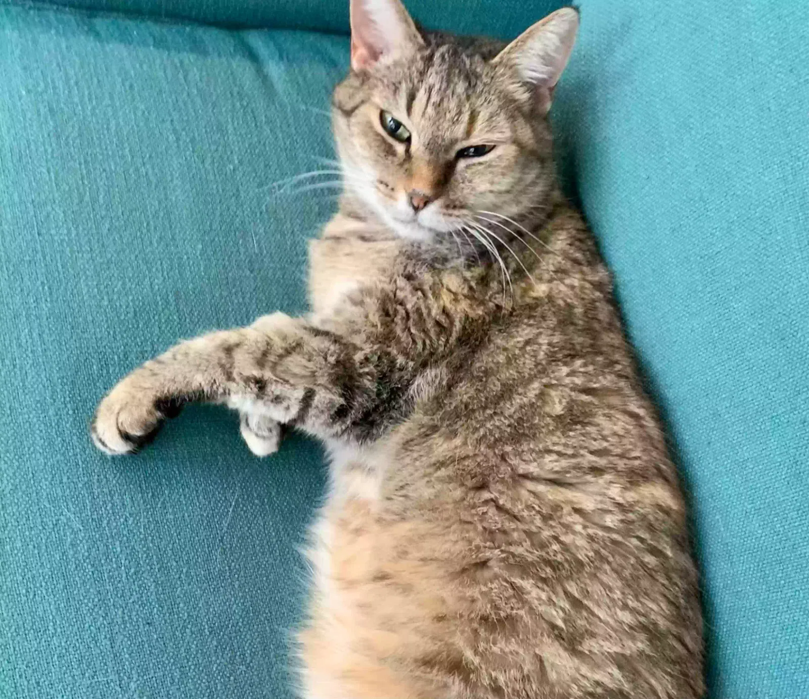 Lost cat in Cornelius, NC, 28031