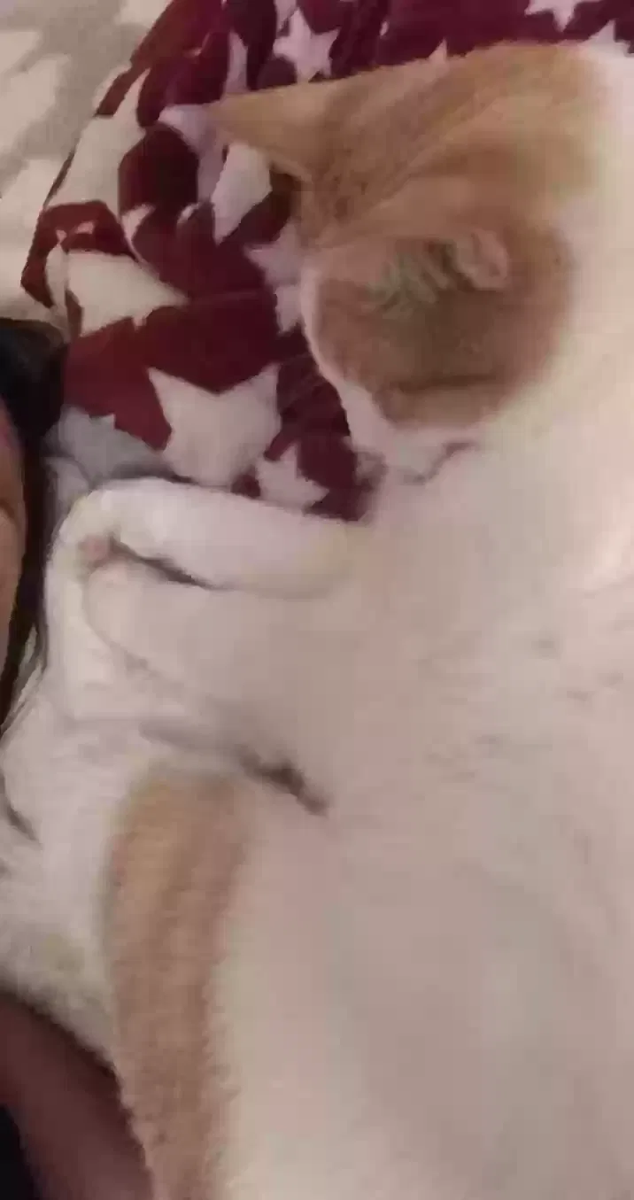 Lost cat in Albuquerque, NM, 87114