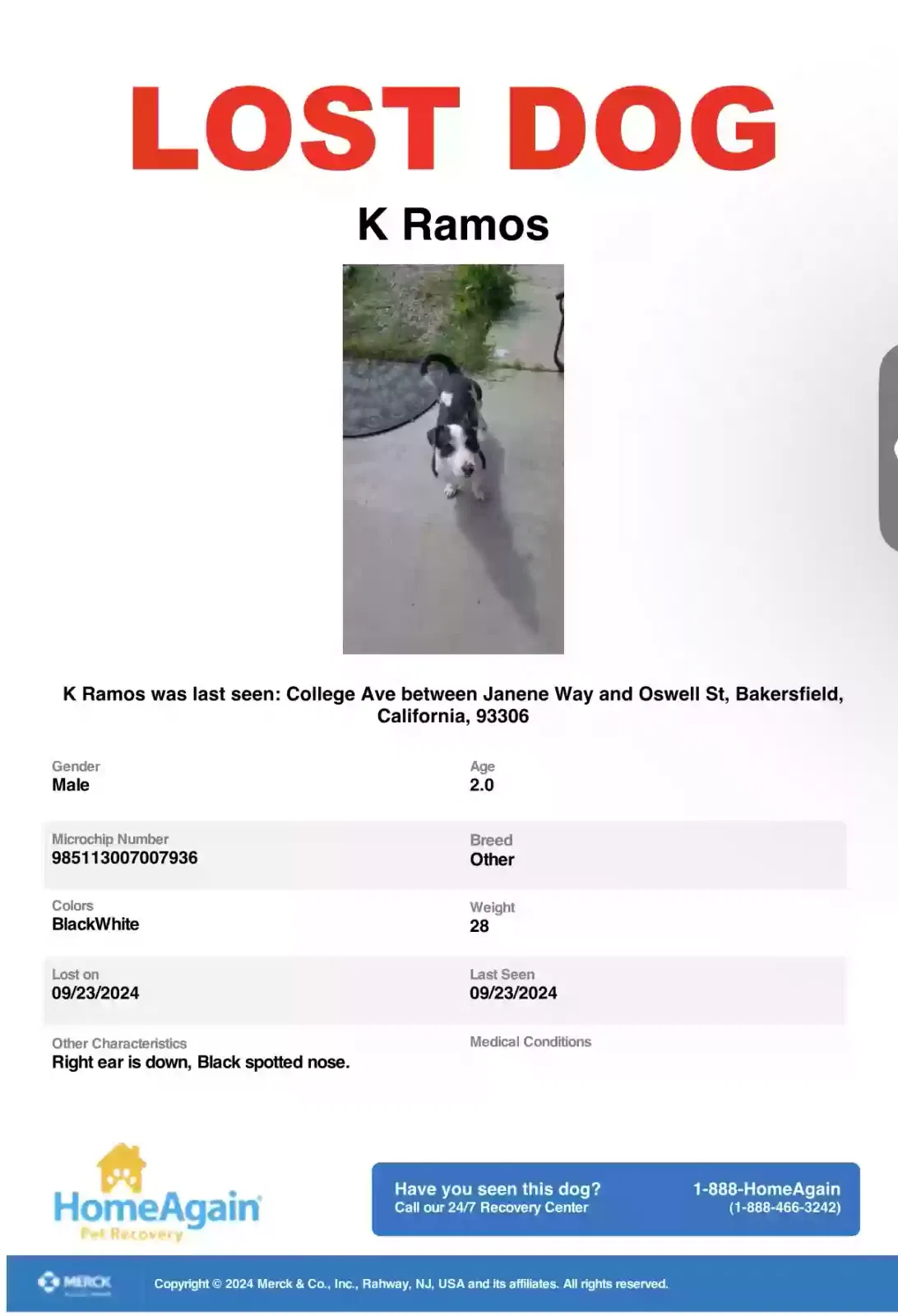 Lost dog in Bakersfield, CA, 93306