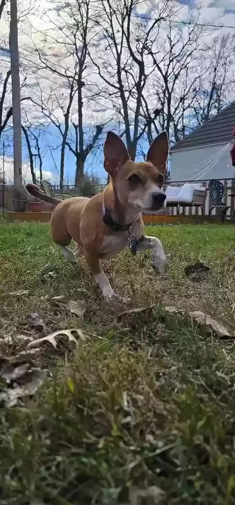 Lost dog in Lexington, KY, 40504