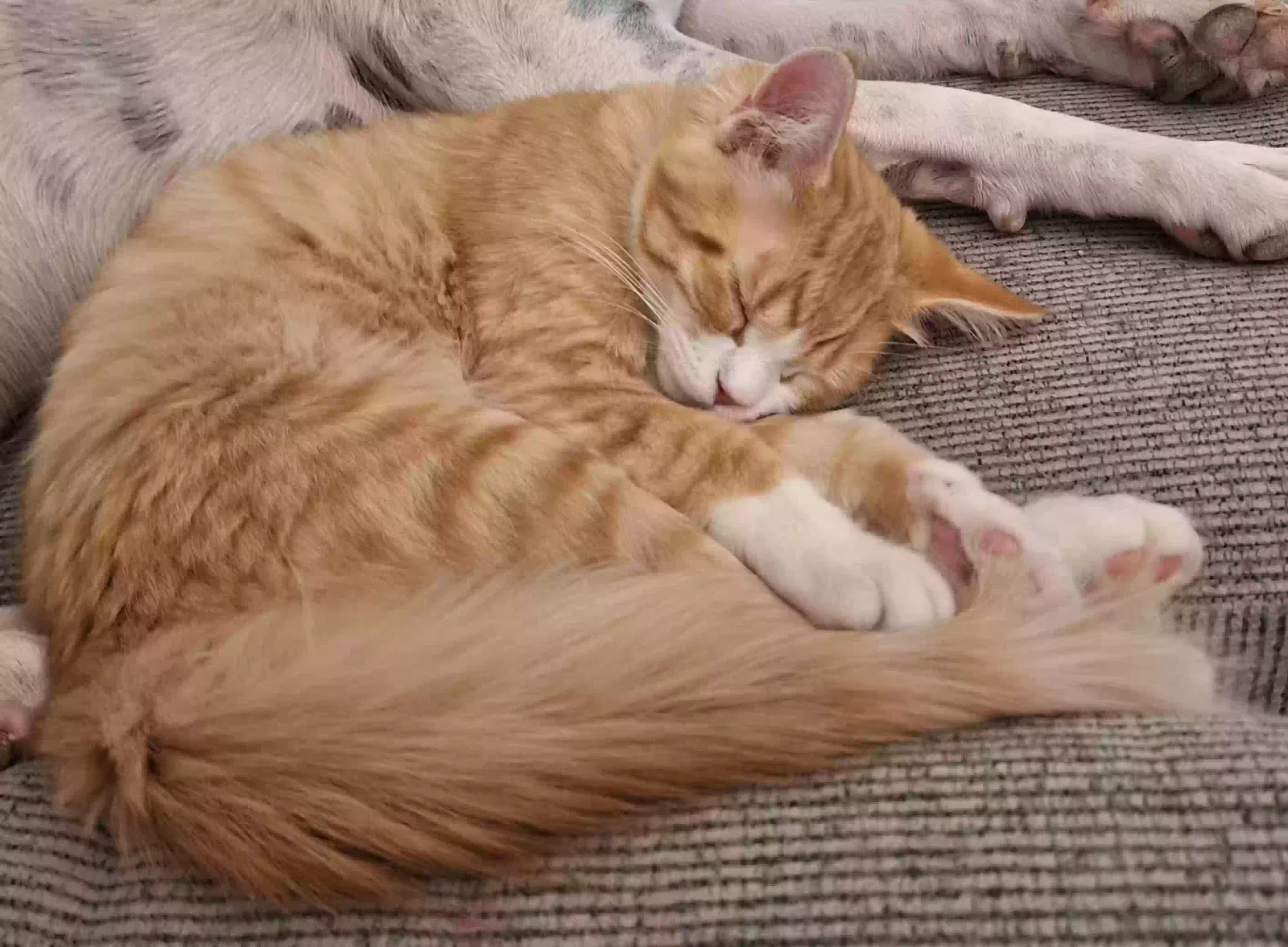 Lost cat in El Paso, TX, 79938