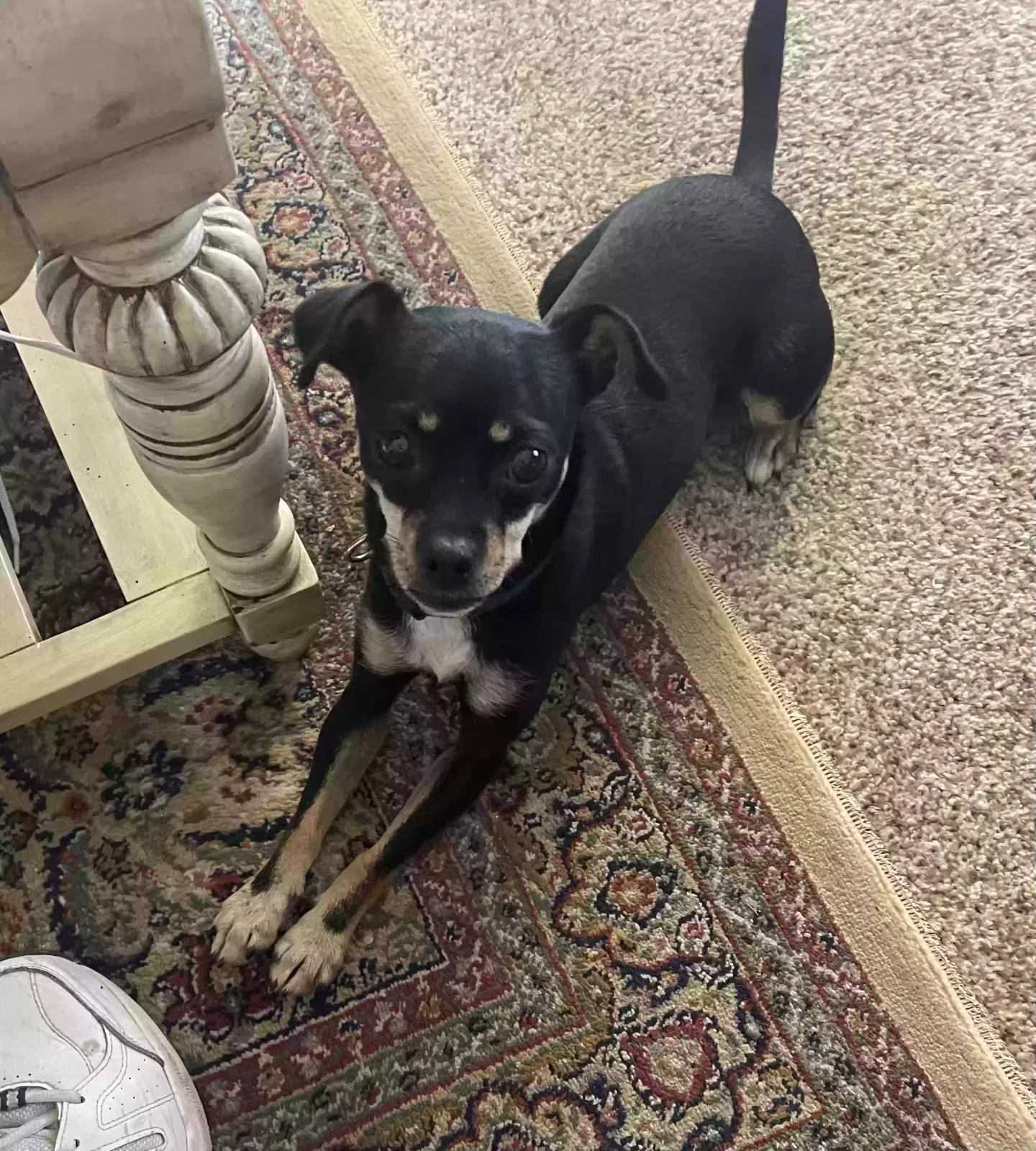 Found dog in Calera, OK, 74730