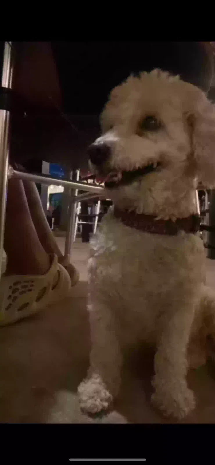 Lost dog in Houston, TX, 77047