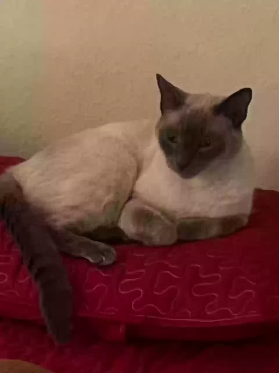 Lost cat in Hudson, FL, 34667
