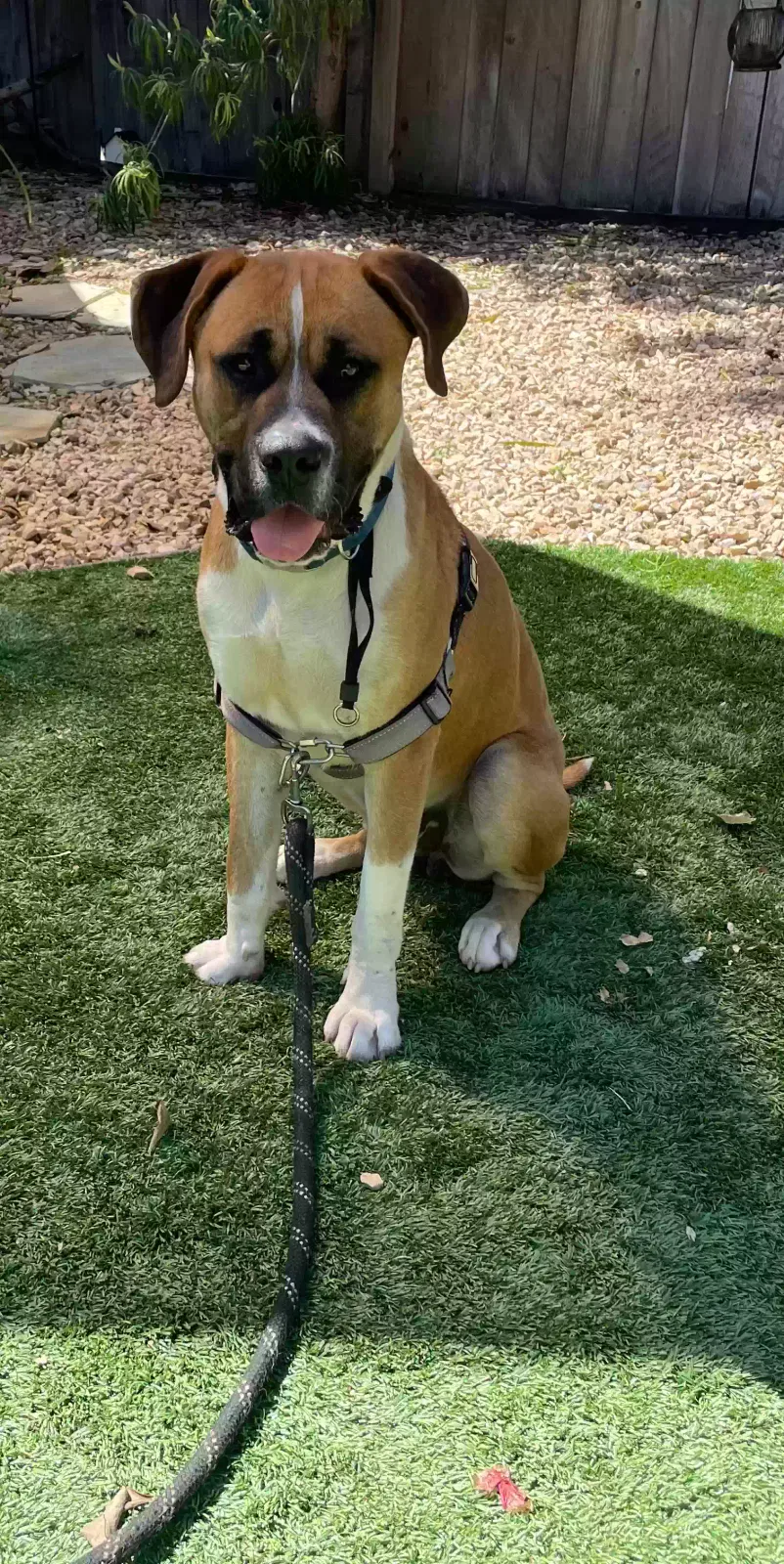 Lost dog in Bonita, CA, 91902