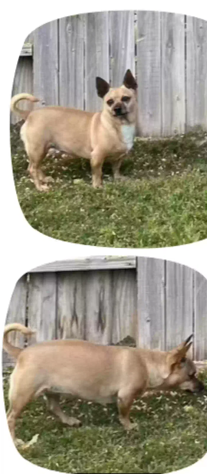 Lost dog in Bakersfield, CA, 93308