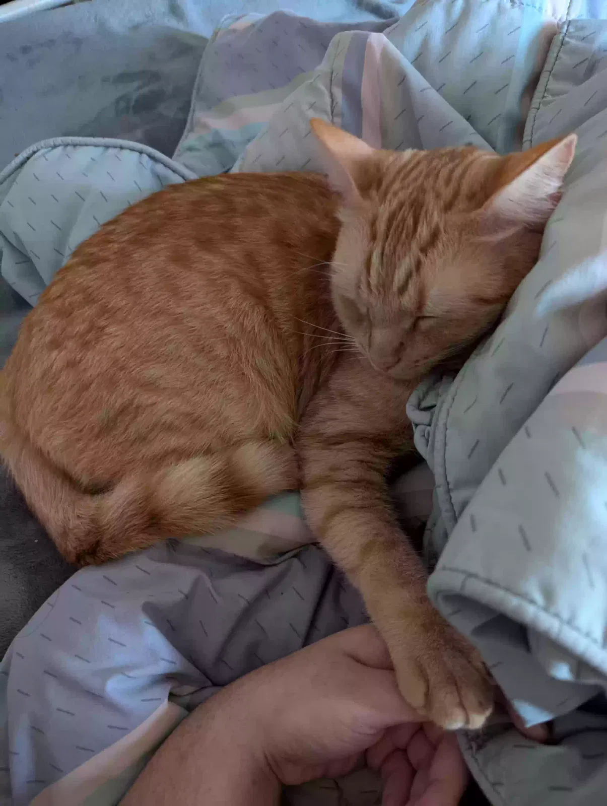 Lost cat in Lexington, SC, 29072