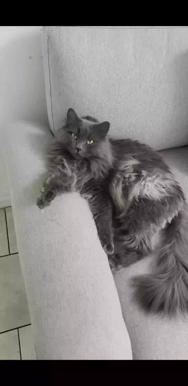 Lost cat in Orlando, FL, 32825