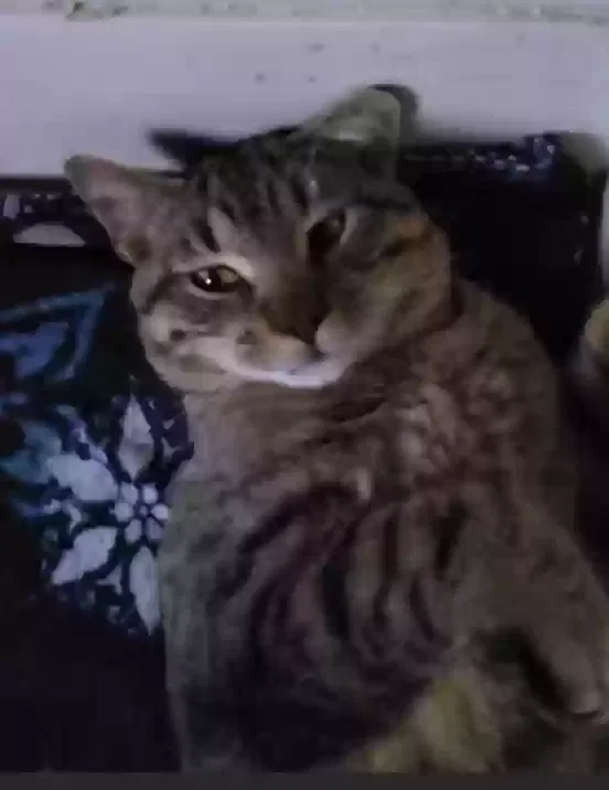 Lost cat in Milwaukee, WI, 53212