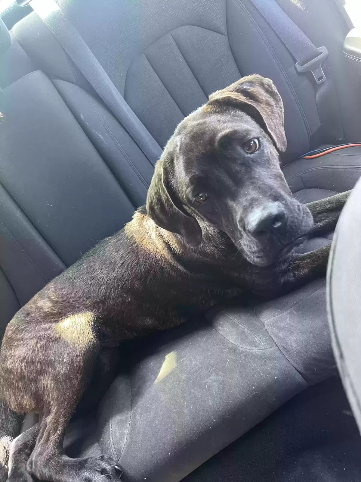 Lost dog in Los Angeles, CA, 90047