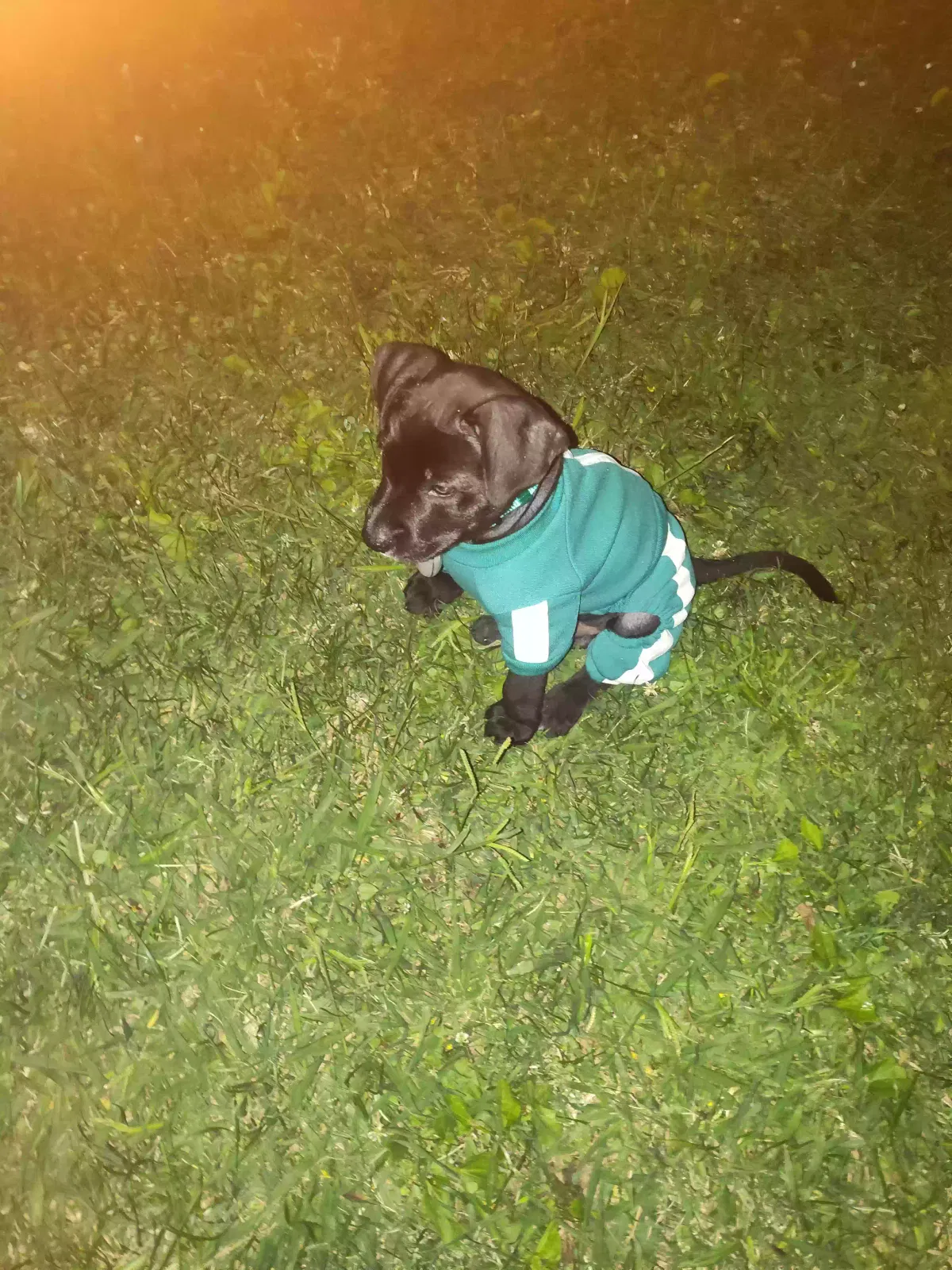 Lost dog in Whittier, CA, 90605