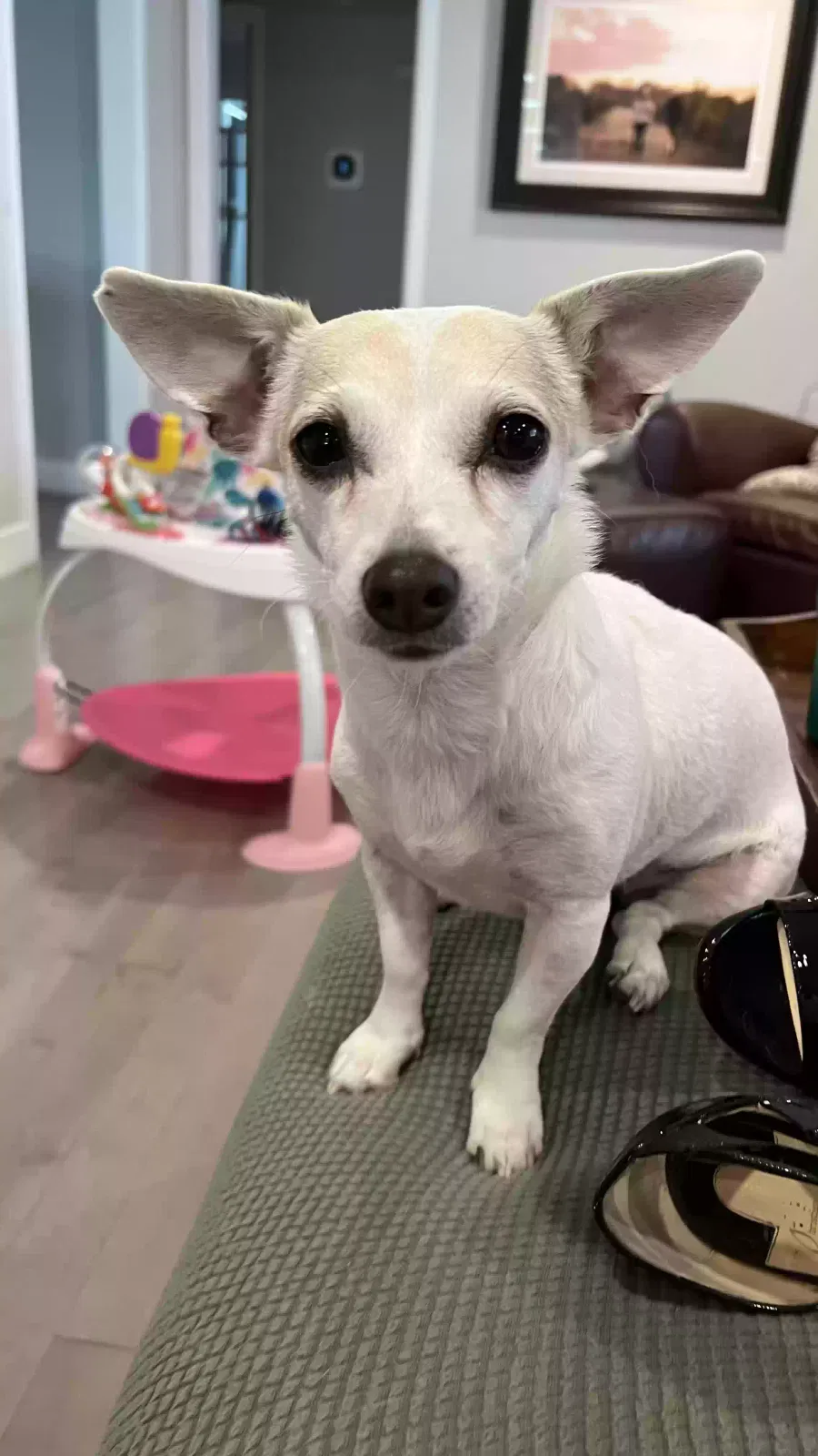 Lost dog in Magnolia, TX, 77355