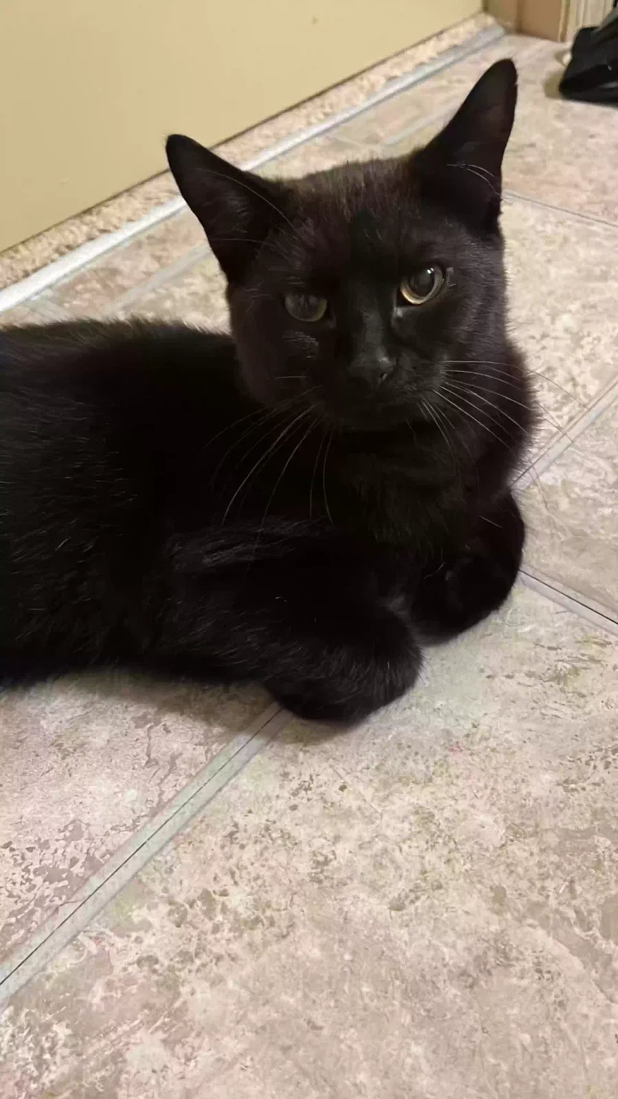Lost cat in Lexington, KY, 40517