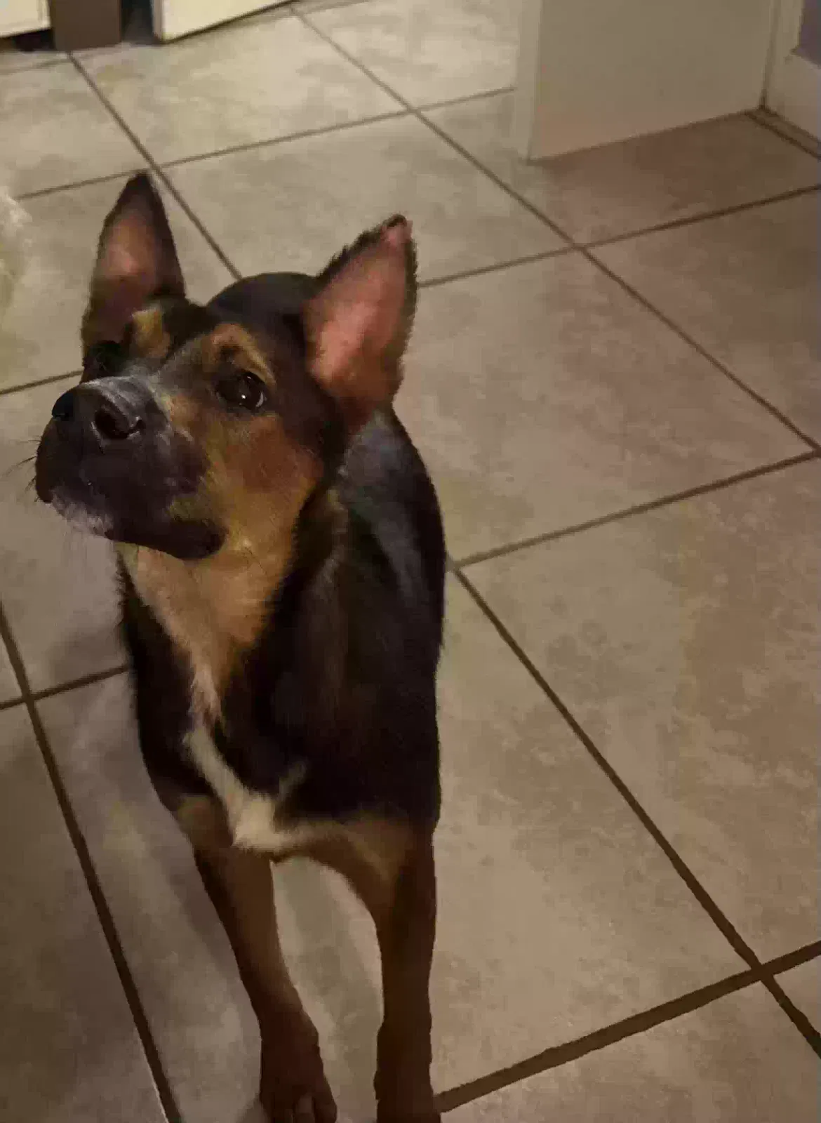 Lost dog in South Houston, TX, 77587