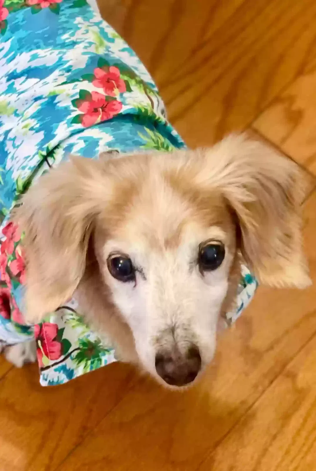Lost dog in Slidell, LA, 70458