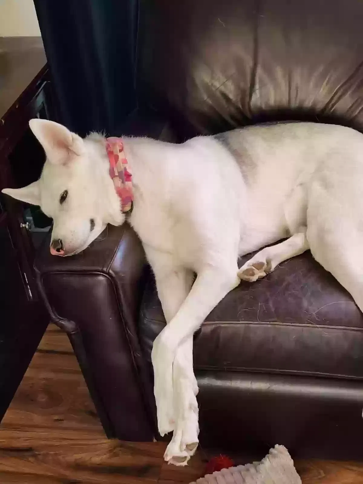 Lost dog in The Dalles, OR, 97058