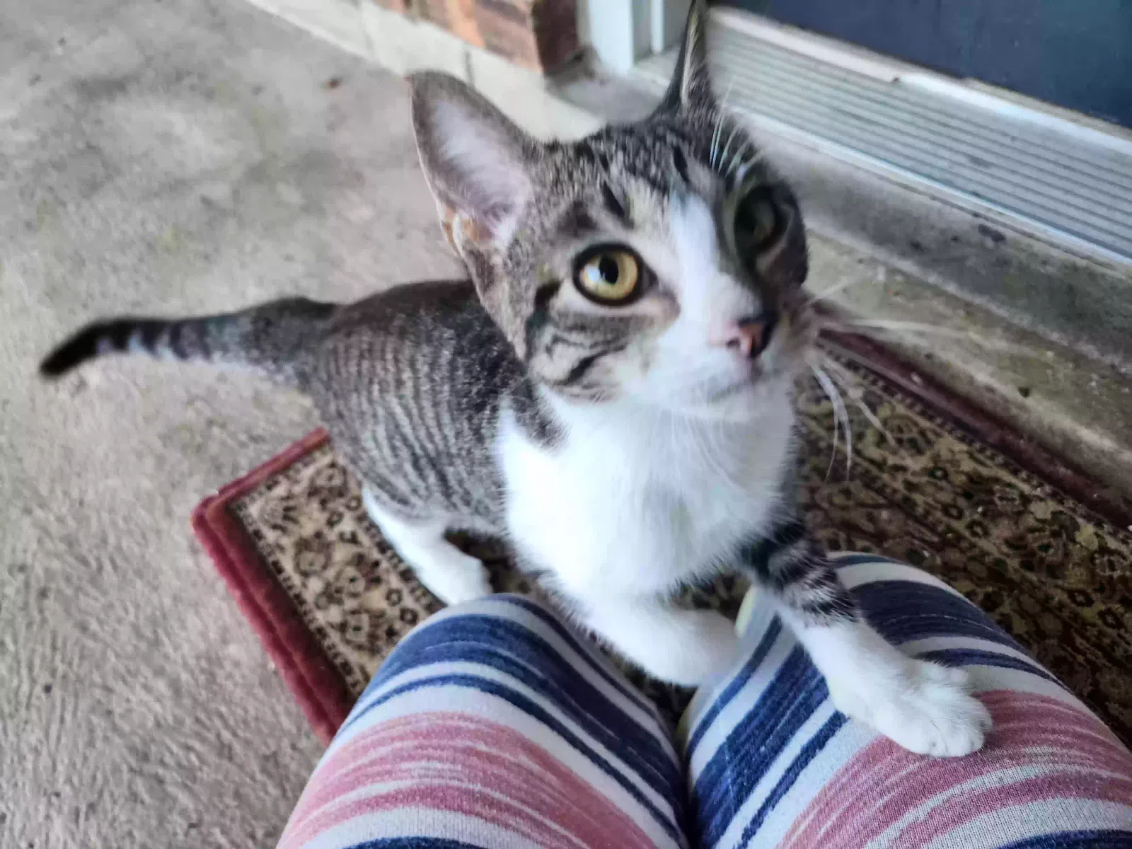 Found cat in Clarkston, GA, 30021