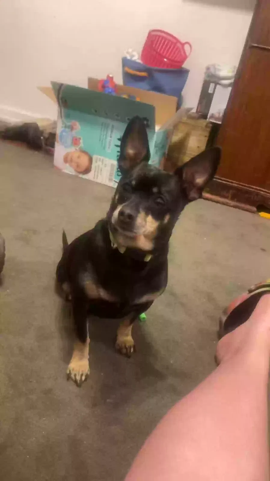 Lost dog in Black Hawk, SD, 57718