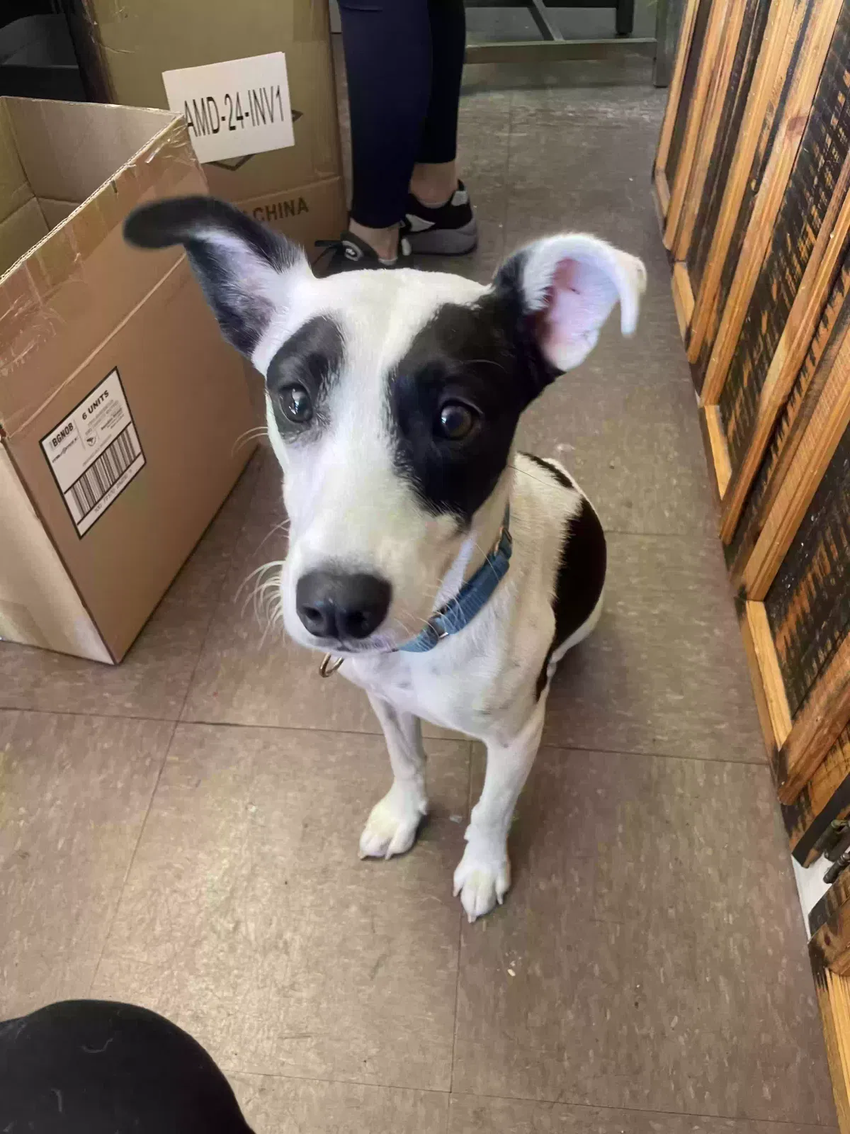Found dog in De Soto, MO, 63020