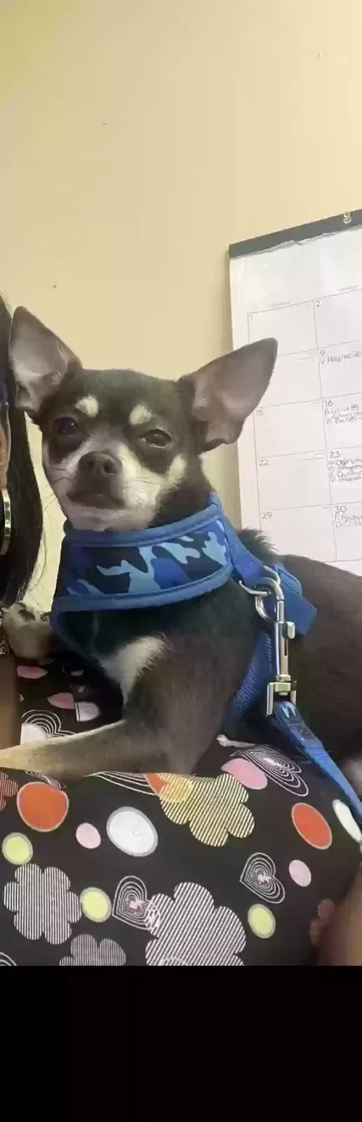 Lost dog in Orlando, FL, 32839