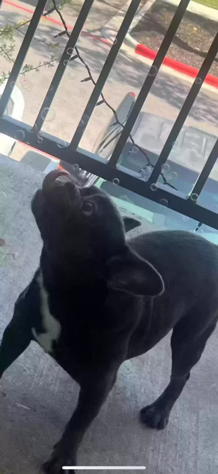 Lost dog in Killeen, TX, 76549