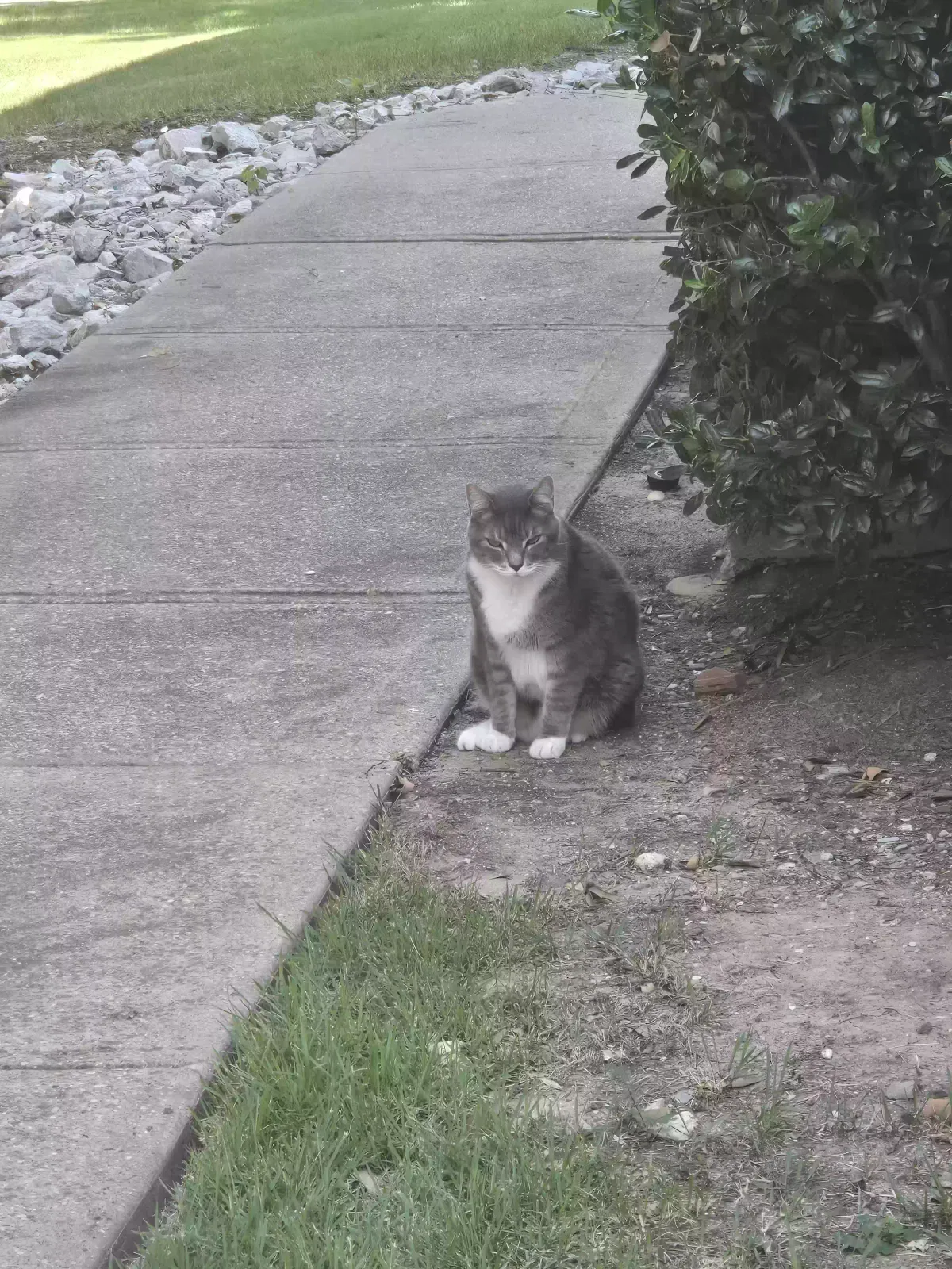 Lost cat in Richmond, VA, 23234