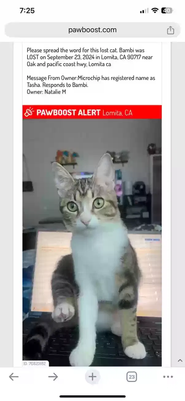 Lost cat in Lomita, CA, 90717
