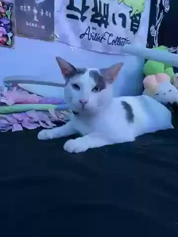 Lost cat in Moreno Valley, CA, 92557