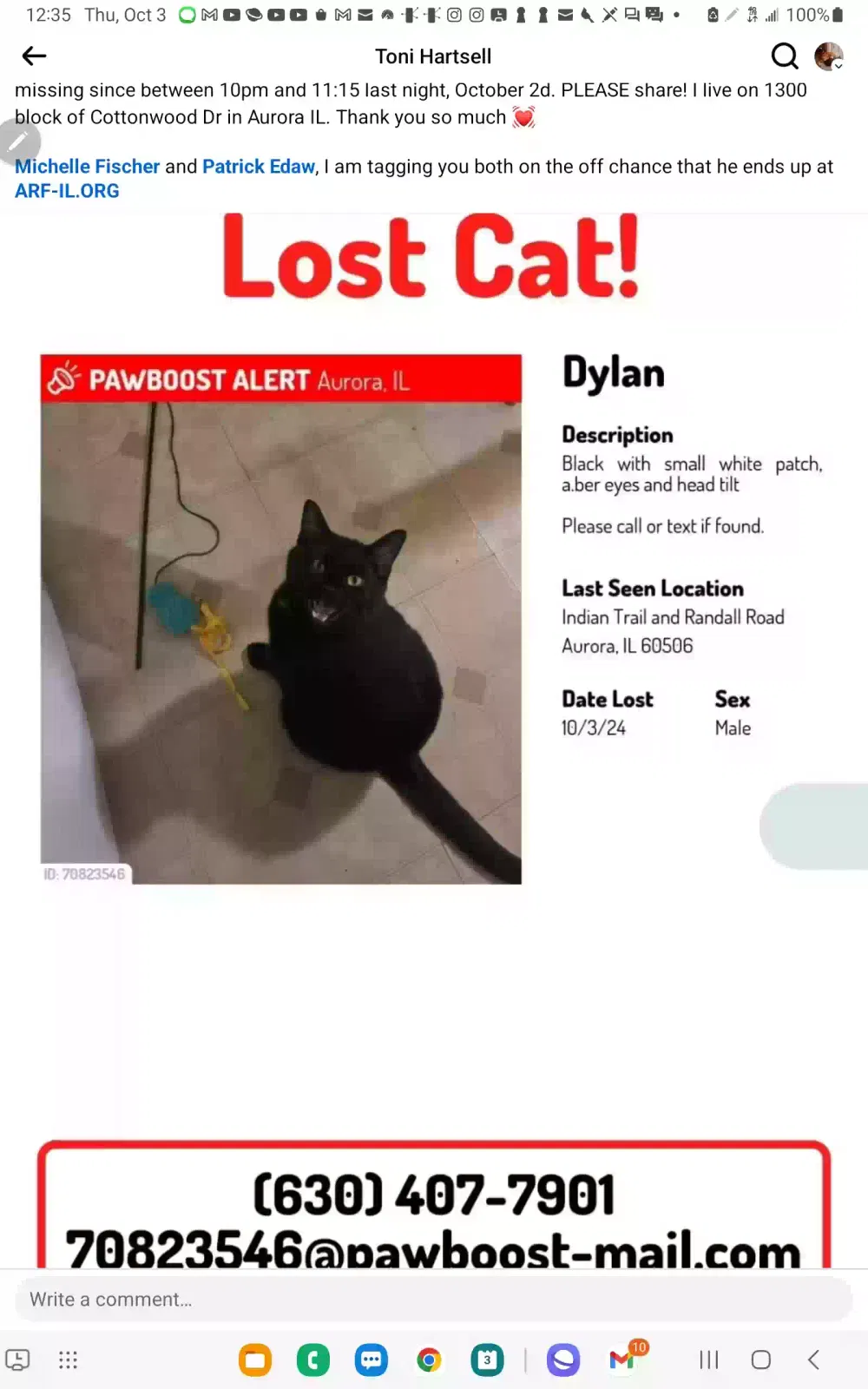 Lost cat in Aurora, IL, 60506