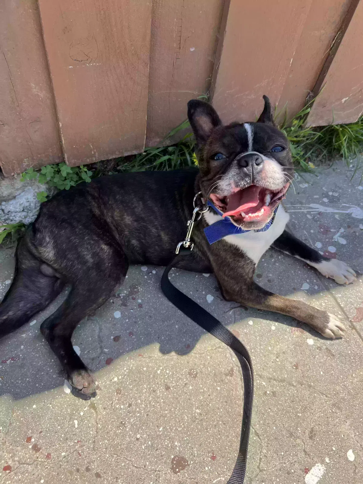 Lost dog in Lynwood, CA, 90262