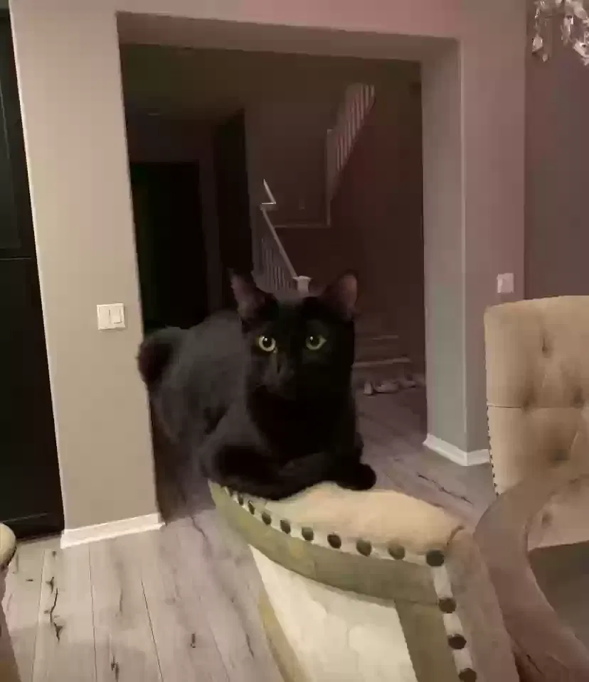 Lost cat in San Bernardino, CA, 92407