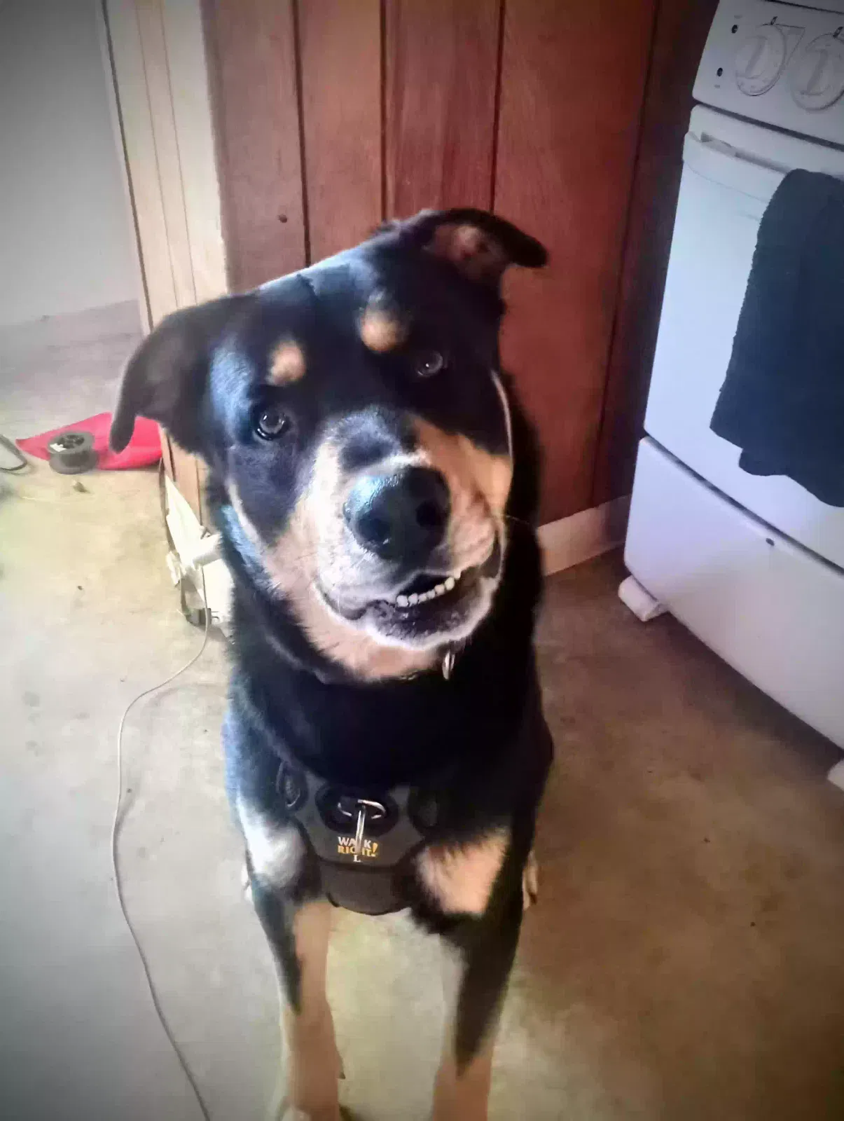 Lost dog in Portland, OR, 97206