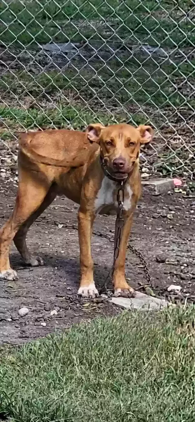 Lost dog in San Antonio, TX, 78221