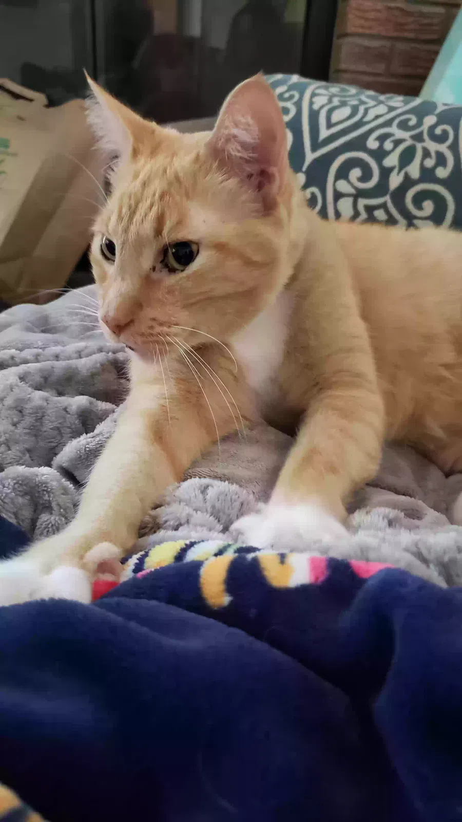 Lost cat in Wilmington, NC, 28409