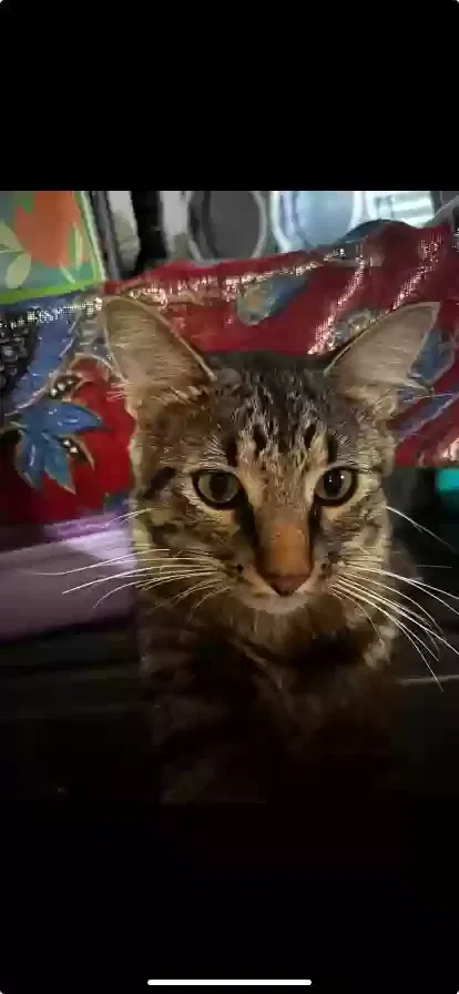Lost cat in Walnut Ridge, AR, 72476