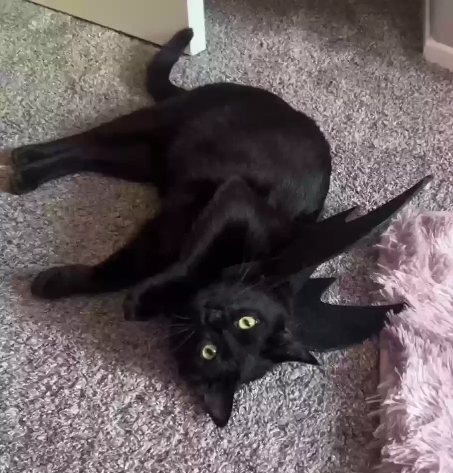 Lost cat in Yorba Linda, CA, 92887