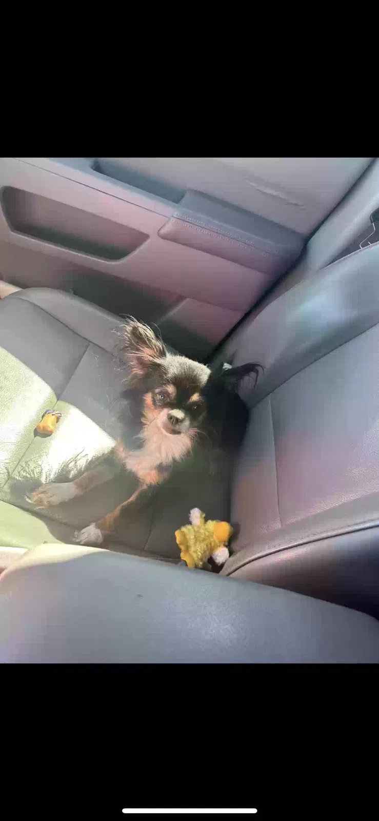 Lost dog in Las Vegas, NV, 89183