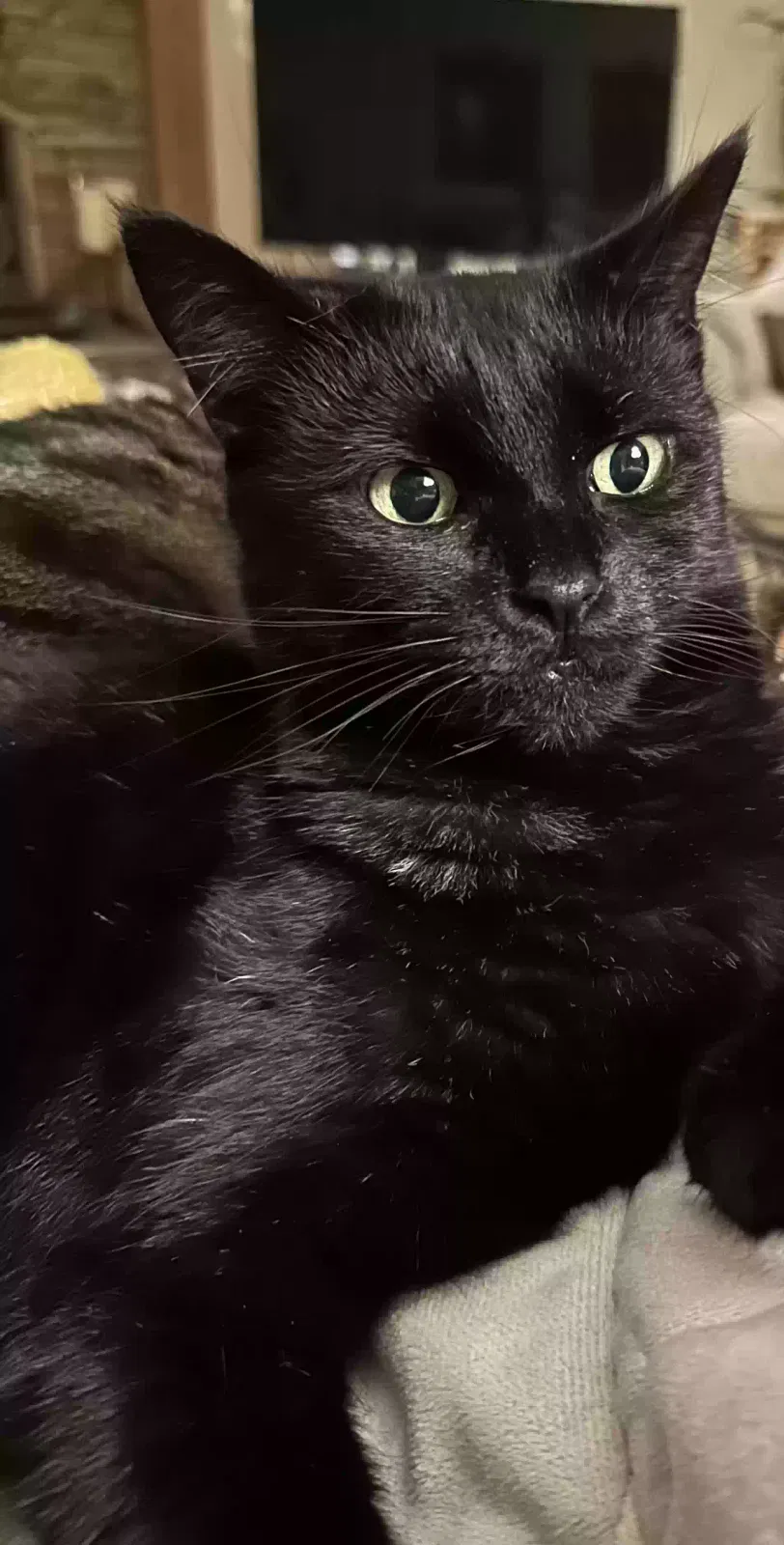 Lost cat in Punta Gorda, FL, 33982