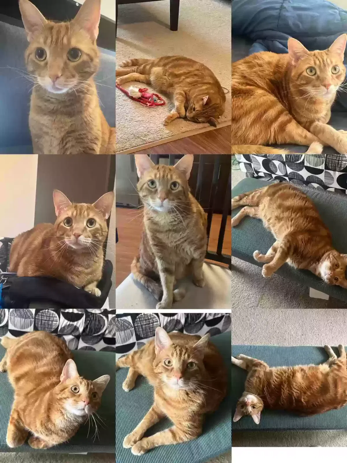 Lost cat in Sunnyvale, CA, 94089