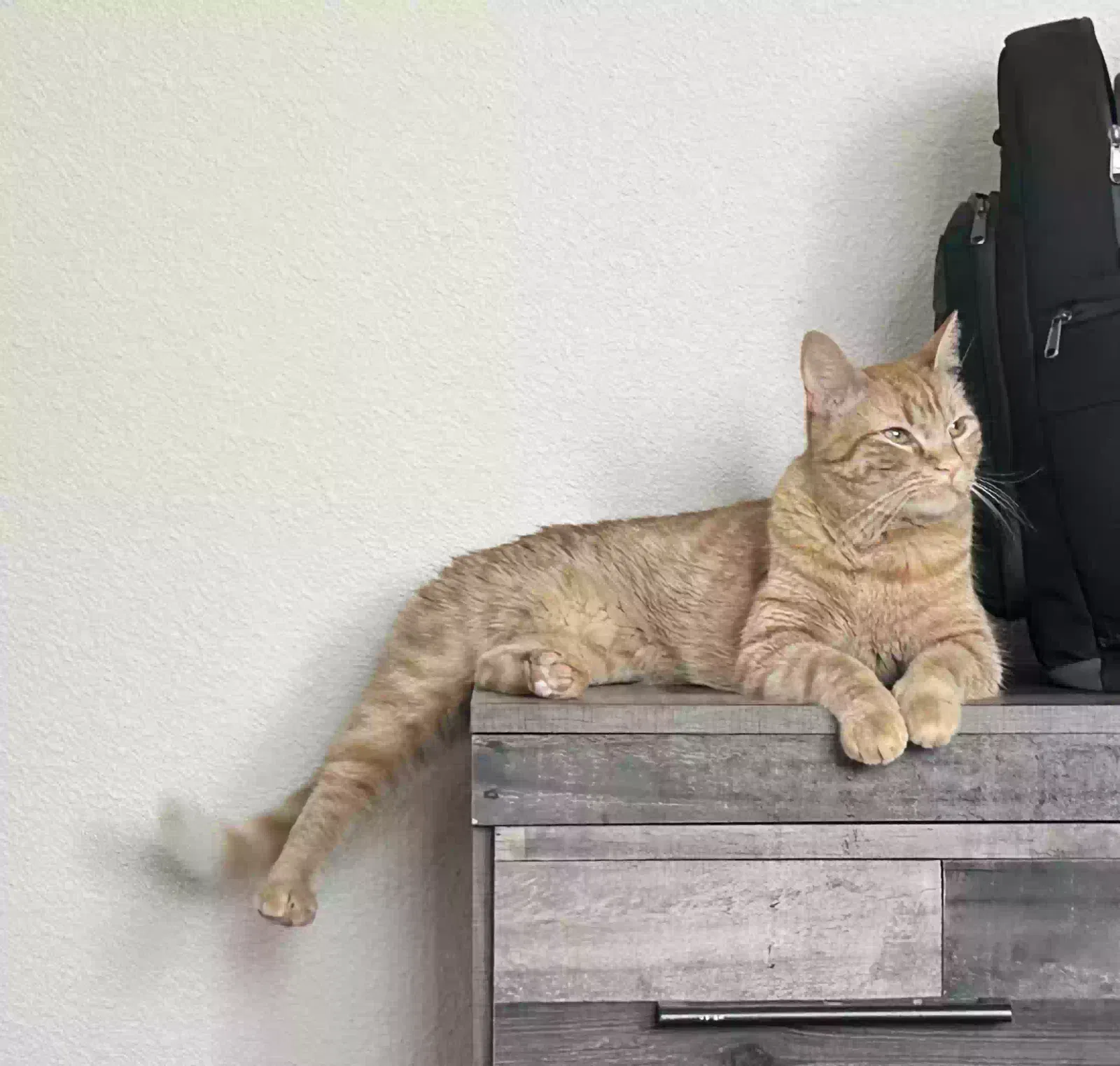 Lost cat in San Antonio, TX, 78253