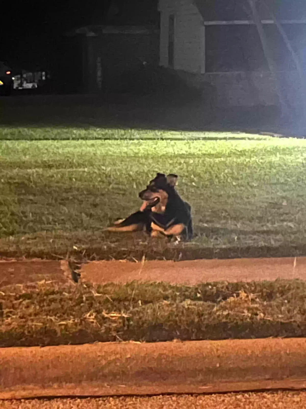 Found dog in Irving, TX, 75062
