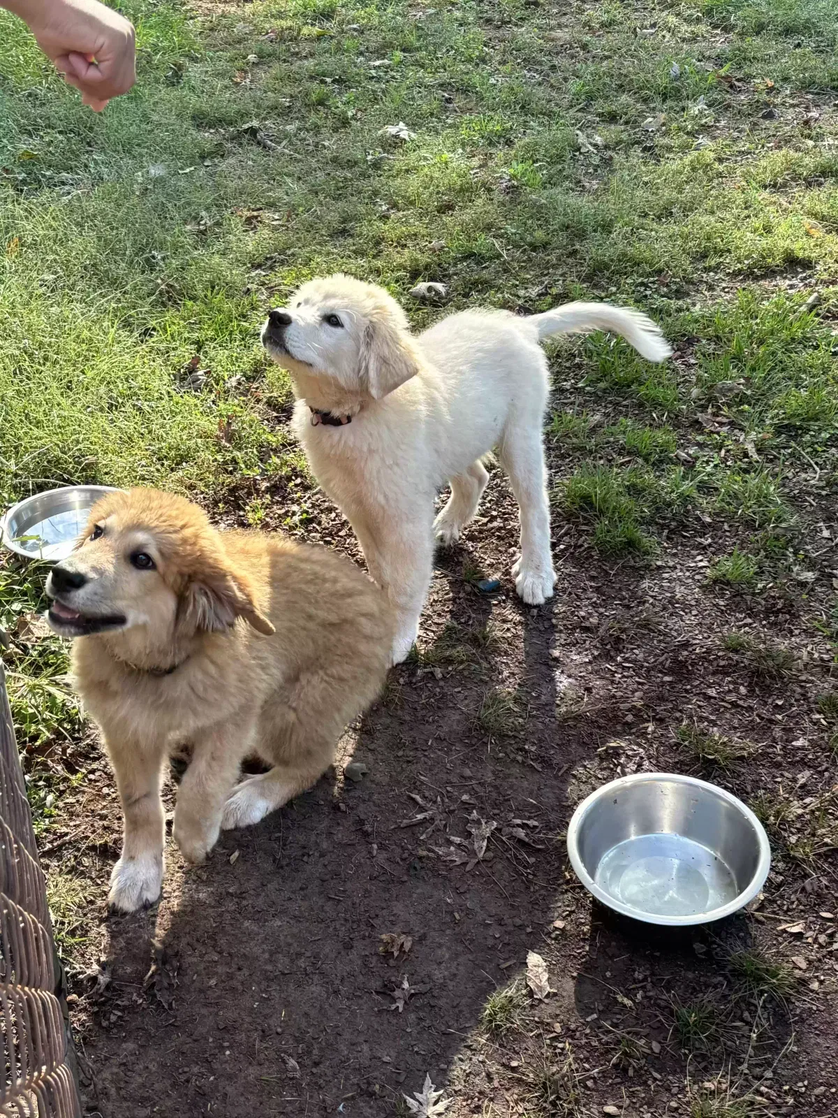 Found dog in Murfreesboro, TN, 37130