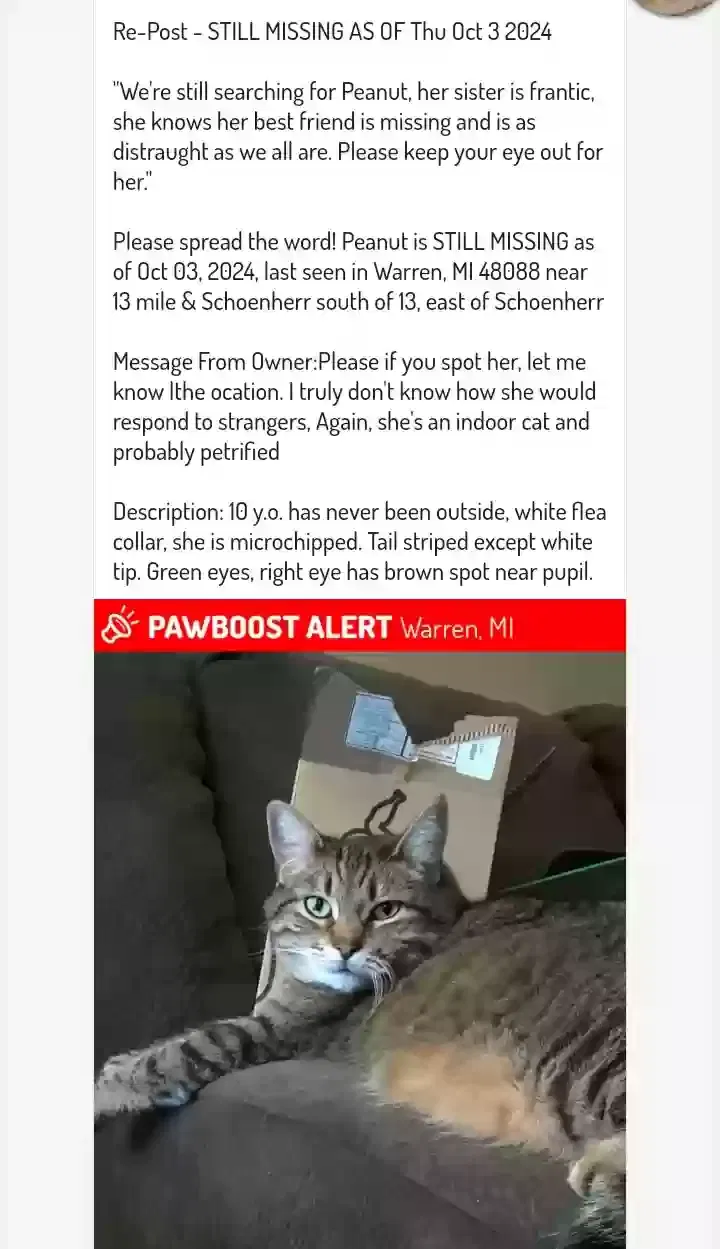 Lost cat in Warren, MI, 48088